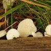 Pleurocybella porrigens, Ohrförmiger Seitling   © K. Pätzold